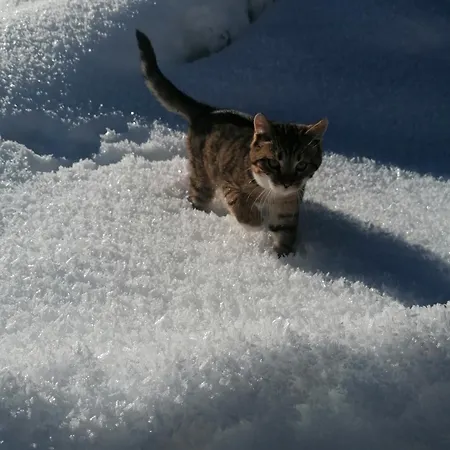 Oberschlassbergbauer Wald im Pinzgau