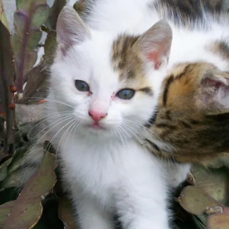 Apartment Oberschlassbergbauer
