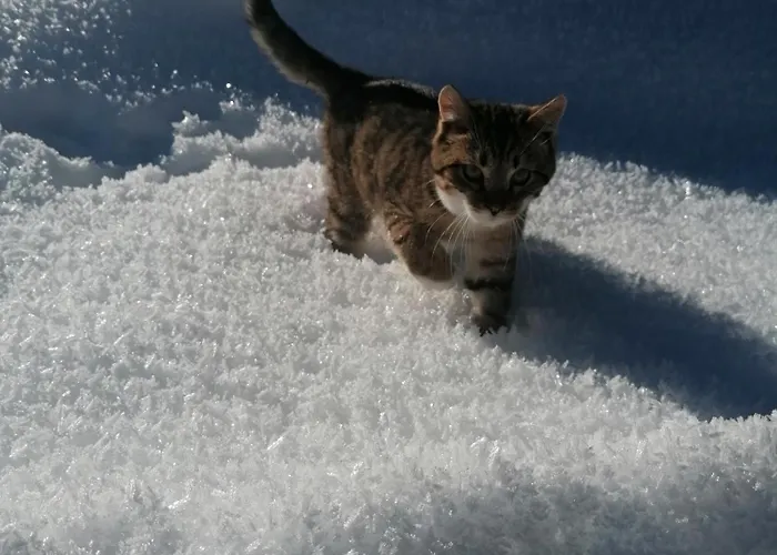 Oberschlassbergbauer Wald im Pinzgau