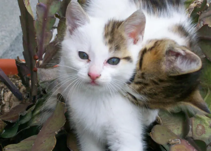 Appartamento Oberschlassbergbauer